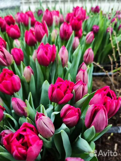 Тюльпаны оптом на 8 марта 2024г