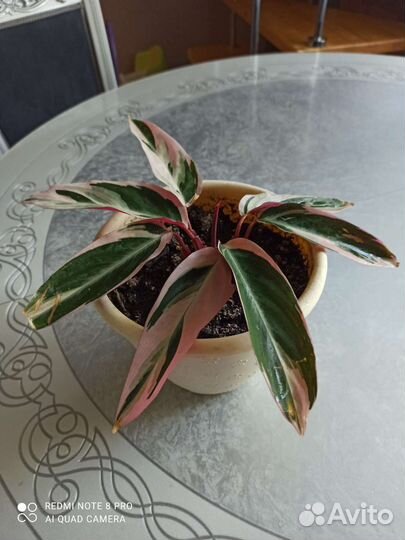 Строманта триколор