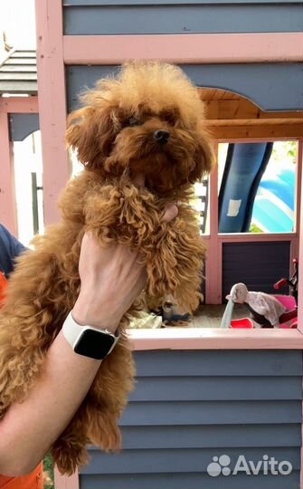 Девочка тедди пудель