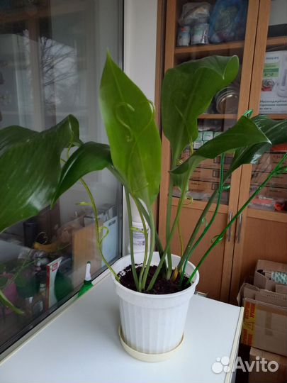 Эухарис амазонская лилия