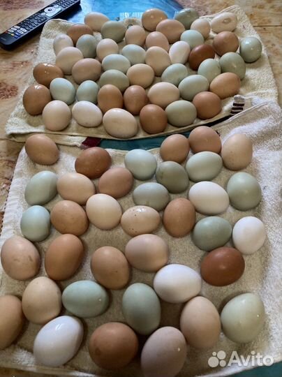 Домашние куриные яйца