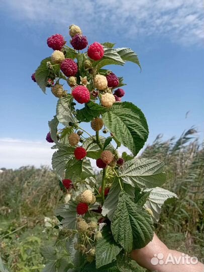 Малина ремонтантная