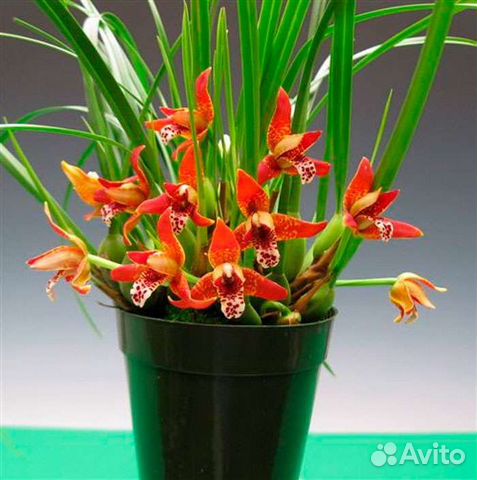 Максиллярия орхидея фото Орхидея Maxillaria Curtipes купить в Новосибирске Товары для дома и дачи Авито
