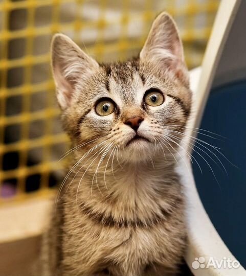 Принцесса Ёжа (5 месяцев) ищет дом