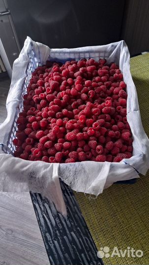 Малина свежая