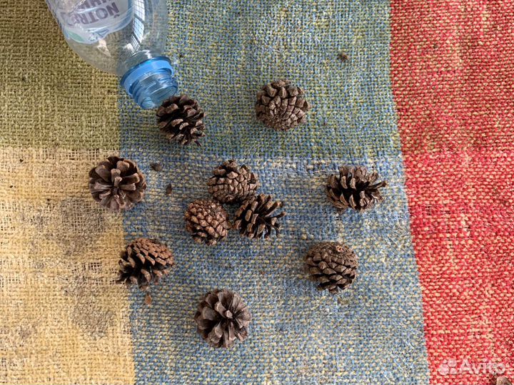 Шишки сосновые, декоративной сосны(мелкие)