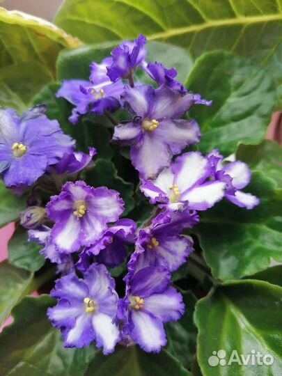 Детки фиалки