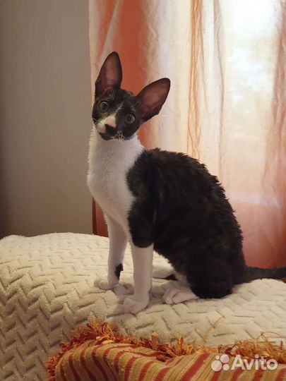 Котята корниш-рекс