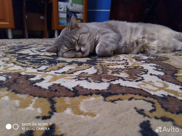 Кошка британская в дар