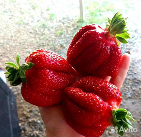 Саженцы клубники Альба.Рассада Клубники 80 сортов