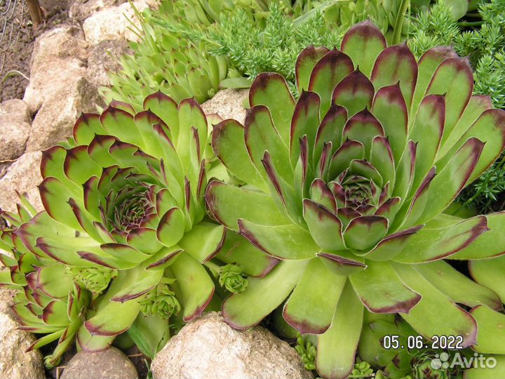 Молодило, садовые, суккуленты