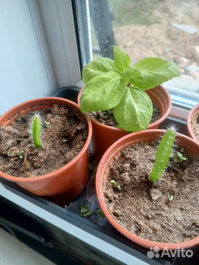 Комнатные цветы