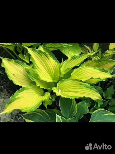 Хосты коллекционные 2