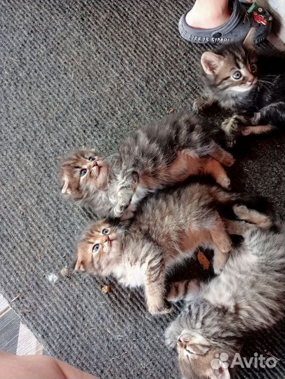 Котята в добрые руки