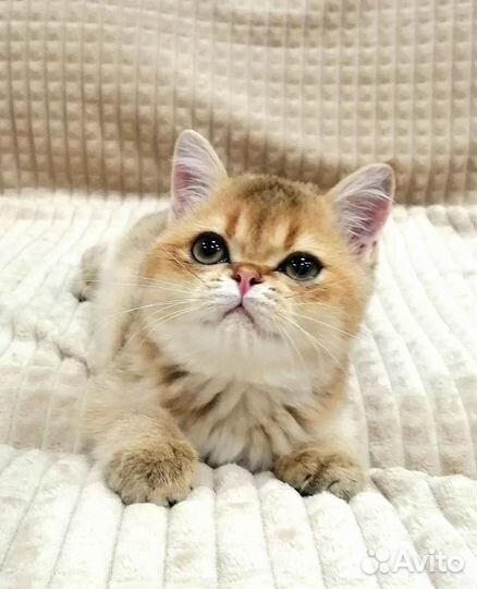 Шотландский мальчик