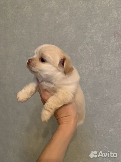 Щенки чихуахуа