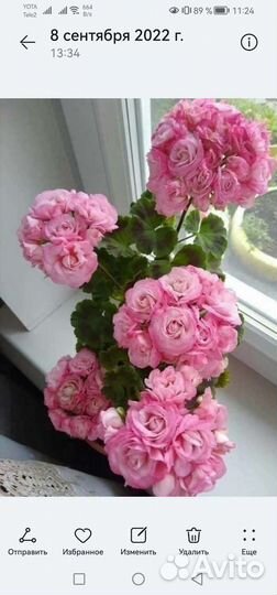 Герань пеларгония