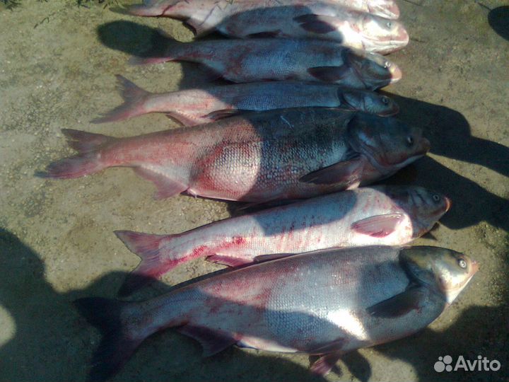 Кораблик прикормочный