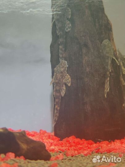 Анциструсы, номерные сомики (L-сомы)