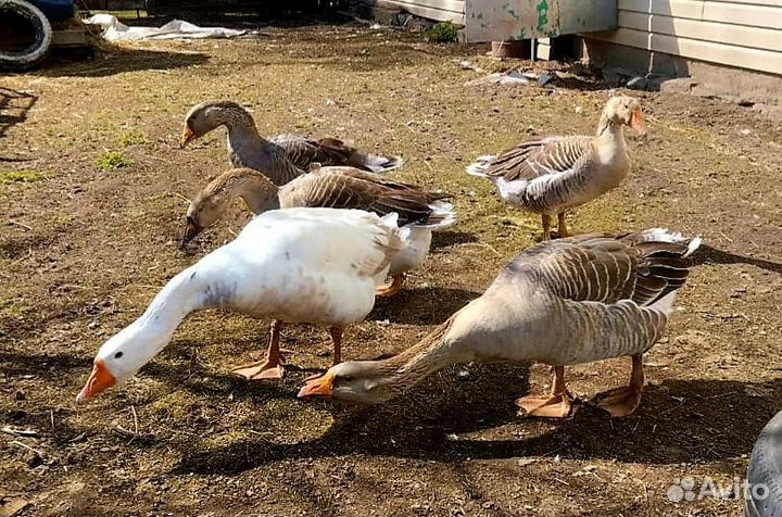 Семья гусей