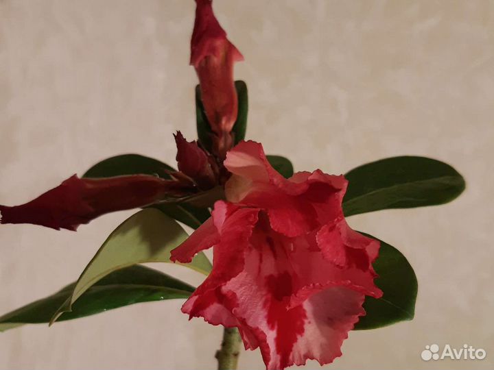 Адениум взрослый