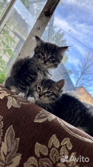 Сибирские котята