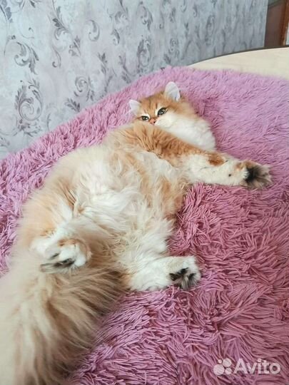 Брит кот BLH ny 12 в разведение золотая шиншилла