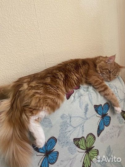 Котик мейн-кун вязка