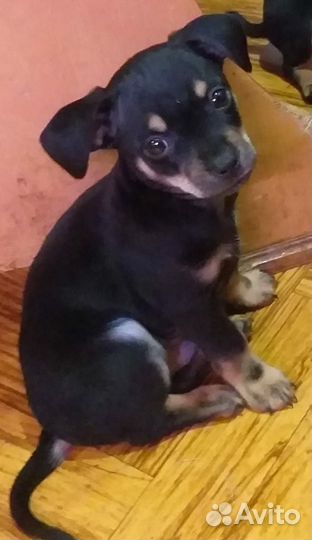 Щенки той-терьер