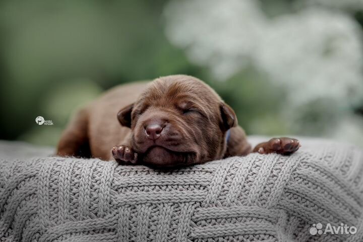 Щенки Питбуля