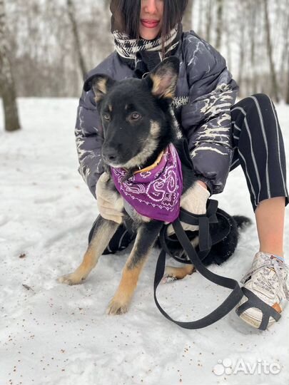 Маленькая собака в добрые руки