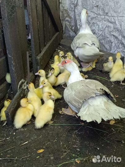 Утята. Утята суточные. Утята индоутки