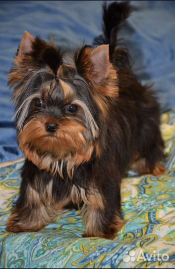 Йорк мини и супер мини малыши подрощеные