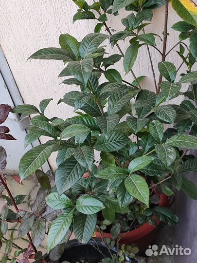 Цветок шефлера