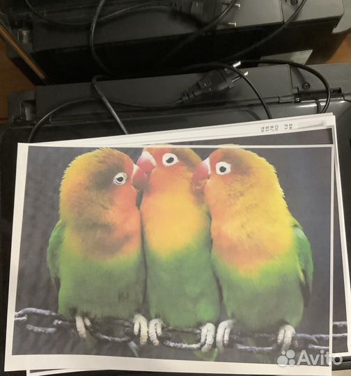 Мфу epson с снпч