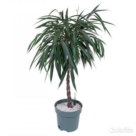 Горшечные растения