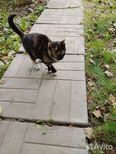 Отдам котенка в добрые руки