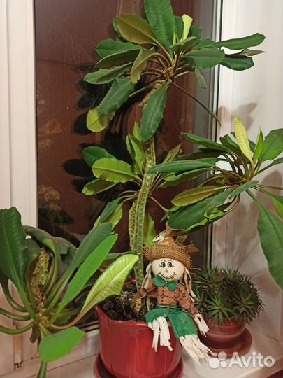 Комнатные растения цветы