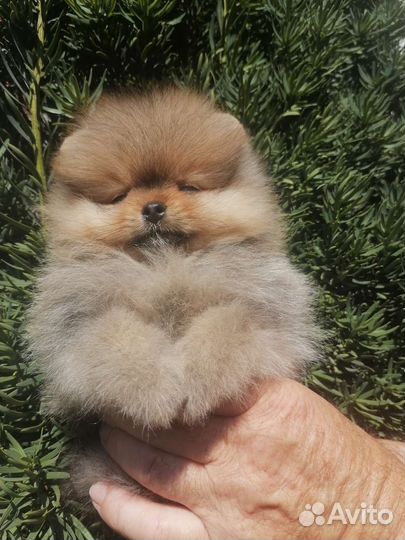 Щенки померанского шпица медвежьего типа