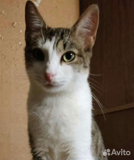 Кошечка Шишига