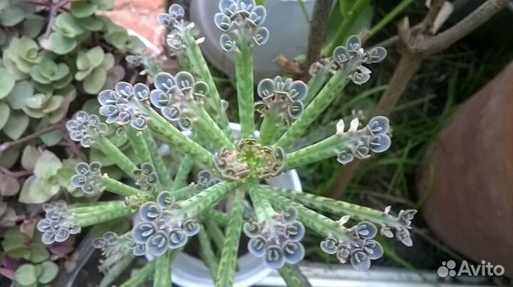 Комнатные суккуленты