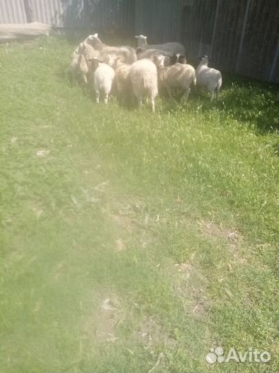 Ягнята южная мясная с мериносом