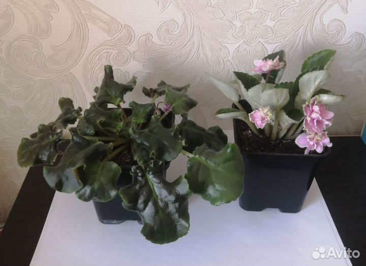 Фиалки в горшках 2 штуки