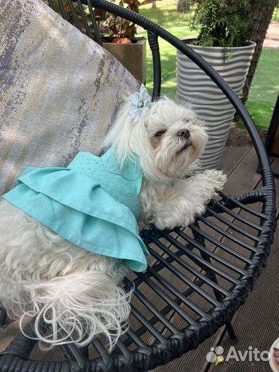 Одежда для маленьких собак
