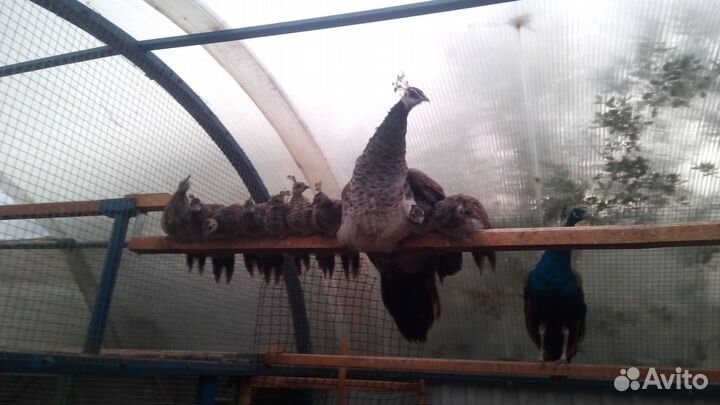 Фазаны Павлины