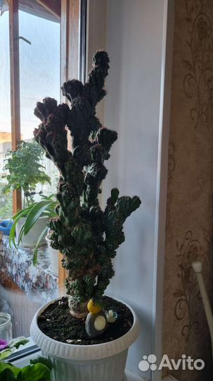 Кактусы и суккуленты