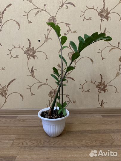 Замиокулькас