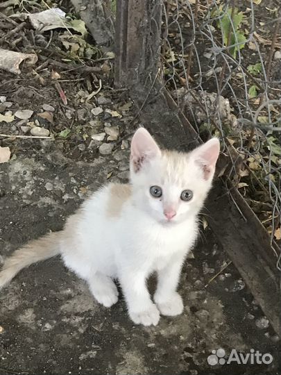 Котята ищут любящих хозяев
