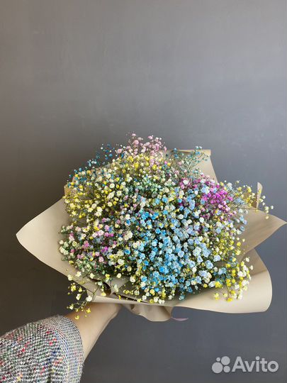 Гипсофила цветная