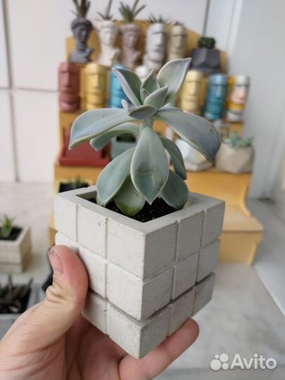 Суккуленты